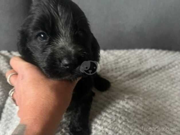 Last stunning female cocker spaniel for sale in Larne, Larne - Image 1