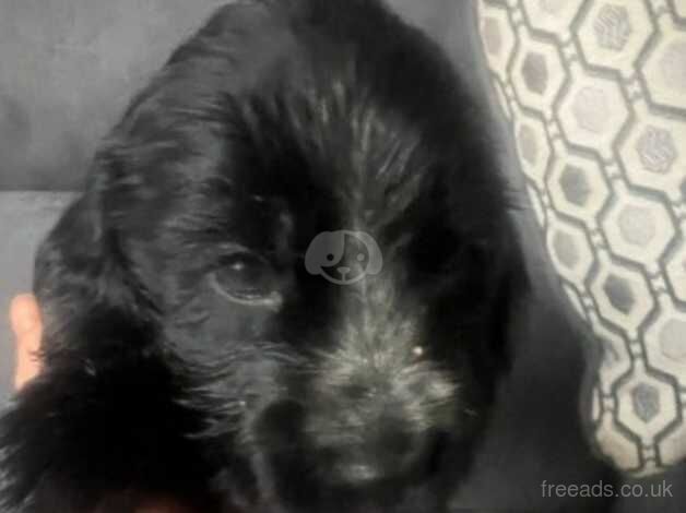 Last stunning female cocker spaniel for sale in Larne, Larne - Image 2