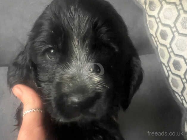 Last stunning female cocker spaniel for sale in Larne, Larne - Image 3