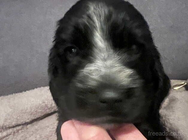 Last stunning female cocker spaniel for sale in Larne, Larne - Image 4