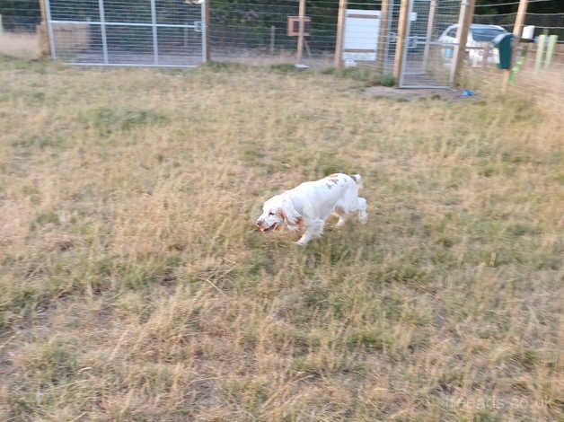 Lemon and white cocker spaniel for sale in Norwich, Norfolk - Image 1