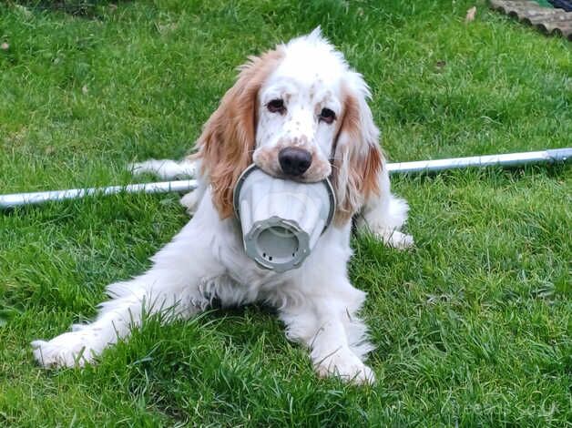 Lemon and white cocker spaniel for sale in Norwich, Norfolk - Image 2