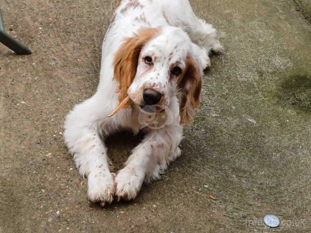 Lemon and white cocker spaniel for sale in Norwich, Norfolk - Image 3