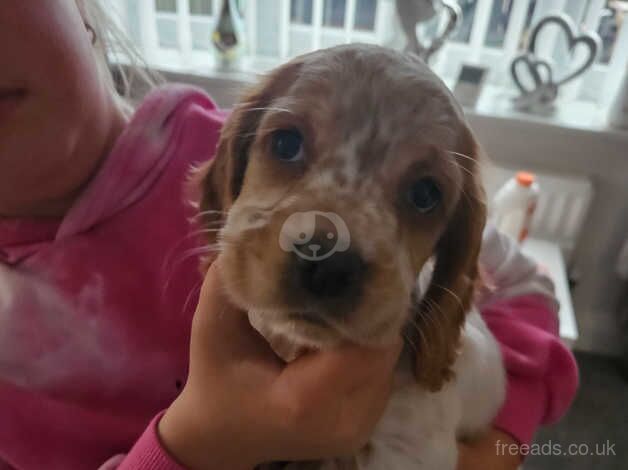 Lemon and white kc registered cocker spaniel puppy for sale in Houghton Le Spring, Tyne and Wear - Image 1