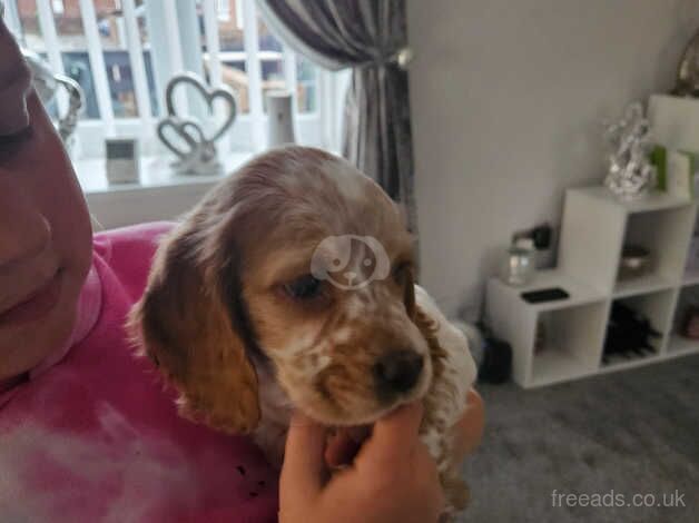 Lemon and white kc registered cocker spaniel puppy for sale in Houghton Le Spring, Tyne and Wear - Image 2