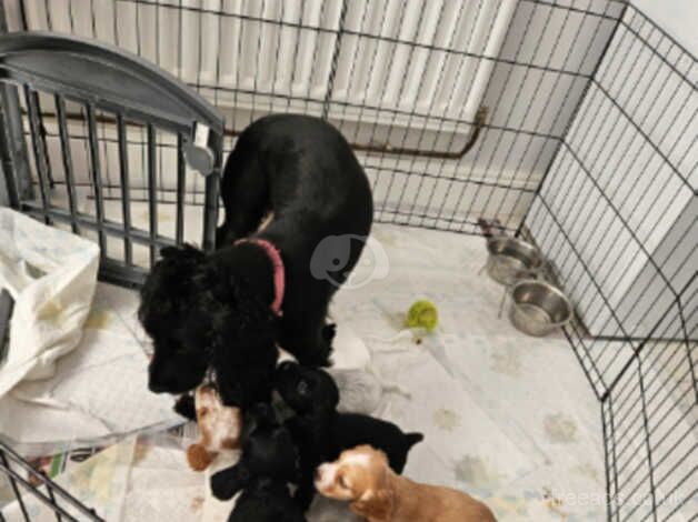 Lemon and white kc registered cocker spaniel puppy for sale in Houghton Le Spring, Tyne and Wear - Image 5