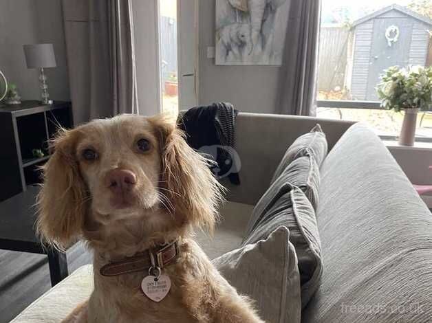 Lemon cocker spaniel for sale in Maidstone, Kent - Image 1