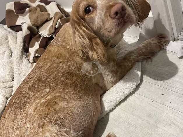 Cocker Spaniels for sale in Maidstone, Kent