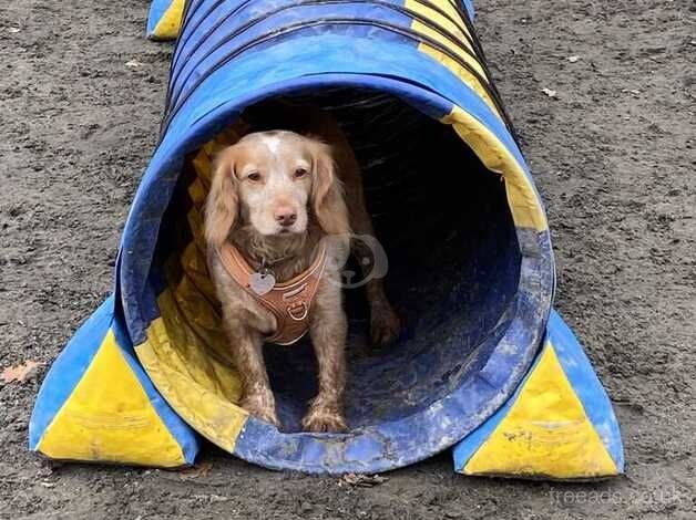 Lemon cocker spaniel for sale in Maidstone, Kent - Image 3