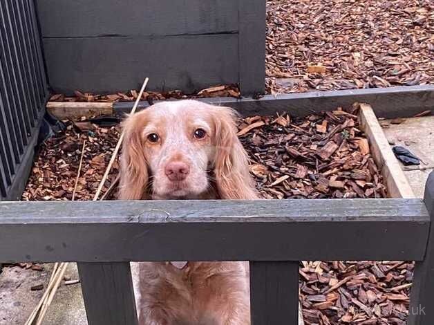 Cocker Spaniel Puppies for sale