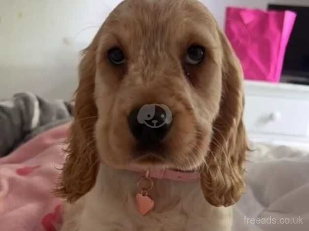 Lemon tan roan show cocker spaniel for sale in Farnham, Surrey - Image 1