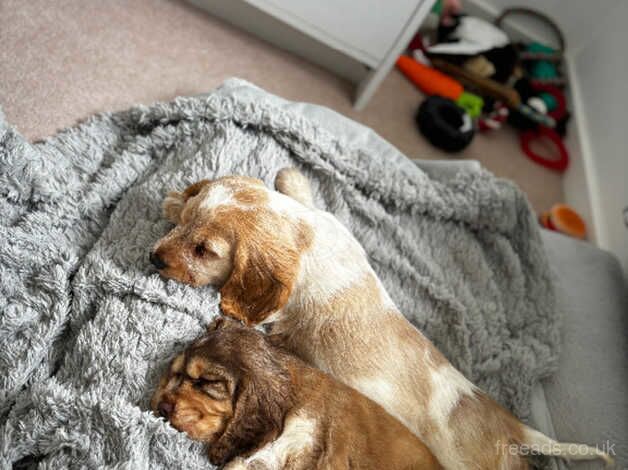 Lemon tan roan show cocker spaniel for sale in Farnham, Surrey - Image 2