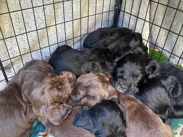 Litter of boy cocker spaniel pups for sale in Blandford Forum, Dorset