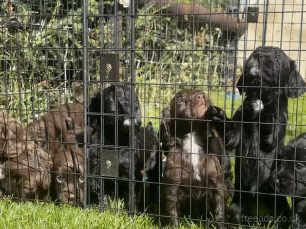 Litter of boy cocker spaniel pups for sale in Blandford Forum, Dorset - Image 2