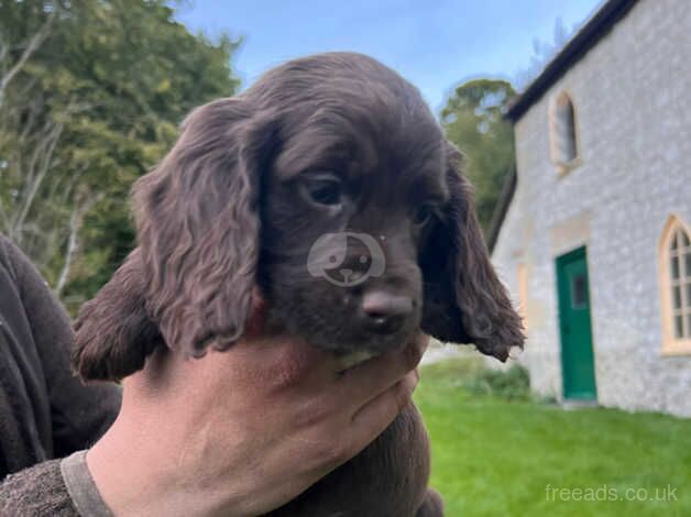 Litter of boy cocker spaniel pups for sale in Blandford Forum, Dorset - Image 3