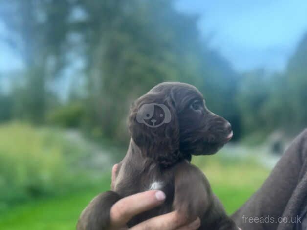 Litter of boy cocker spaniel pups for sale in Blandford Forum, Dorset - Image 4