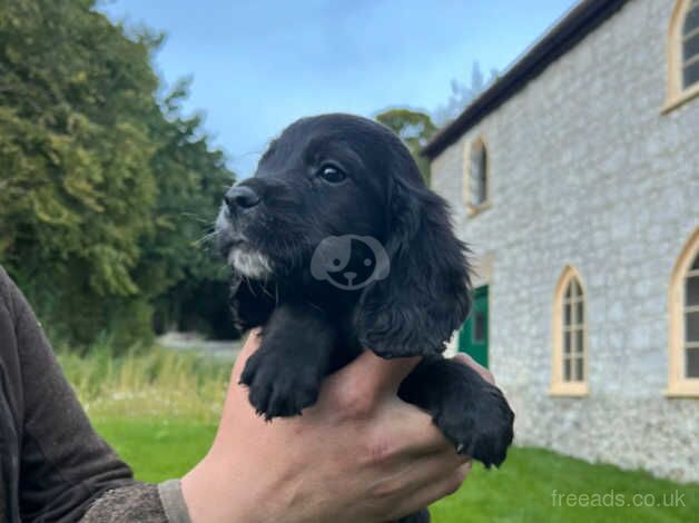 Litter of boy cocker spaniel pups for sale in Blandford Forum, Dorset - Image 5