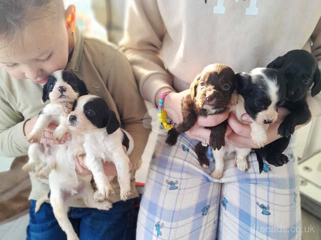 little spainels for sale in Peterhead, Aberdeenshire - Image 1