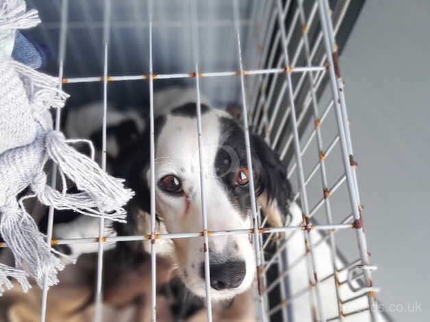 Cocker Spaniels for sale in Peterhead, Aberdeenshire