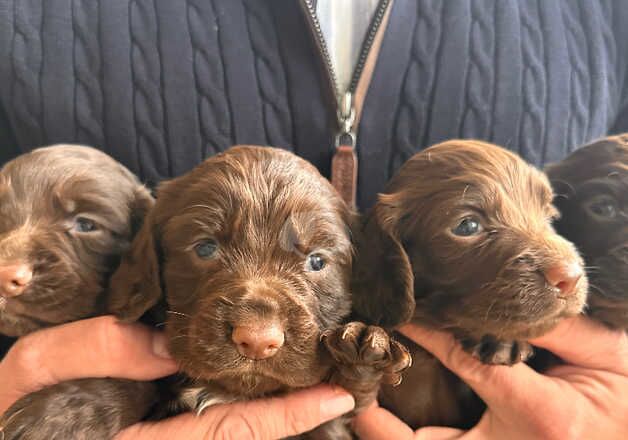 Liver working cocker spaniels for sale in Northallerton, North Yorkshire