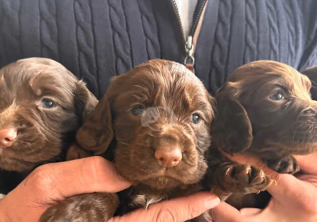 Liver working cocker spaniels for sale in Northallerton, North Yorkshire - Image 2