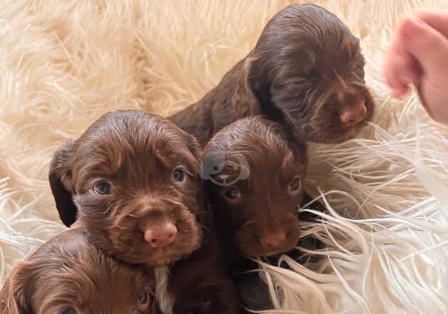 Liver working cocker spaniels for sale in Northallerton, North Yorkshire - Image 3