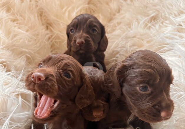 Liver working cocker spaniels for sale in Northallerton, North Yorkshire - Image 4