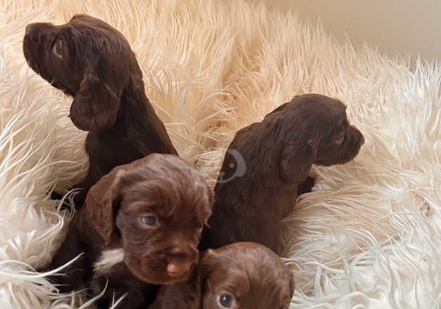 Liver working cocker spaniels for sale in Northallerton, North Yorkshire - Image 5