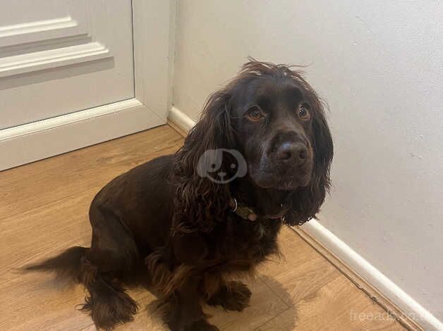 Lovely affectionate working cocker spaniel for sale in Poole, North Yorkshire