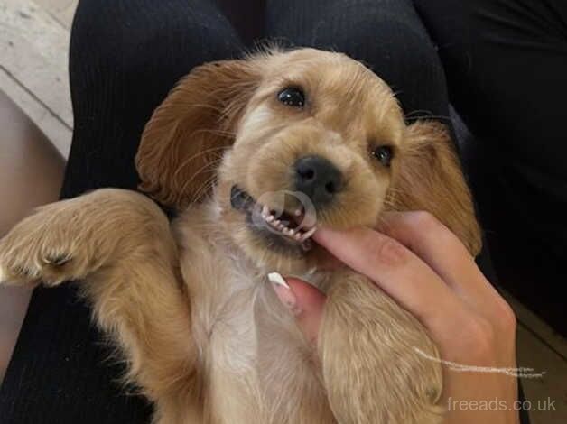 Lovely cocker spaniel puppies for sale in Dunfermline, Fife - Image 2