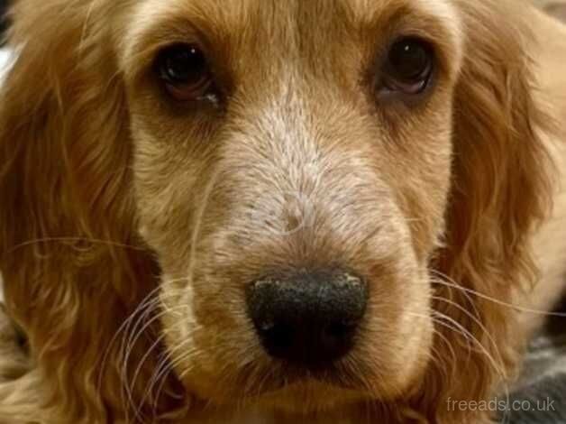 Lovely cocker spaniel puppies for sale in Dunfermline, Fife - Image 3