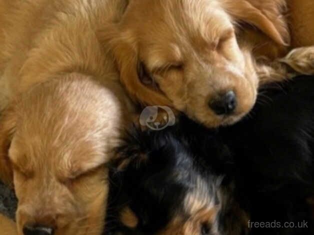 Lovely cocker spaniel puppies for sale in Dunfermline, Fife - Image 4