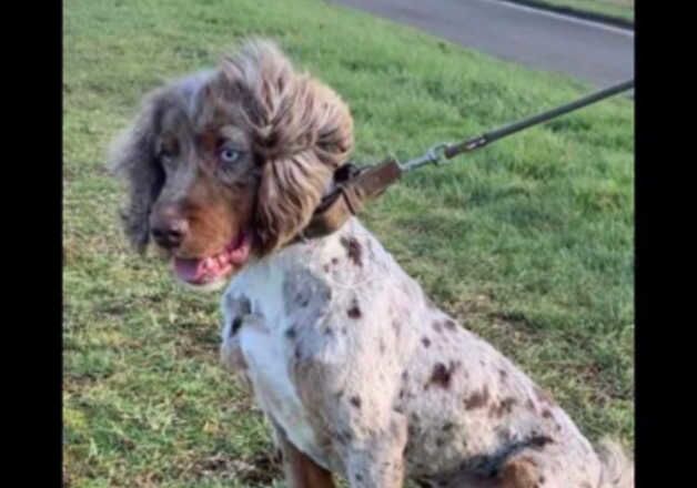 Lovely kind Cocker spaniel BOY DOG looking for new home for sale in Peterborough, Cambridgeshire - Image 2