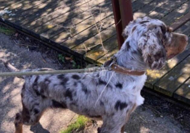 Lovely kind Cocker spaniel BOY DOG looking for new home for sale in Peterborough, Cambridgeshire - Image 3