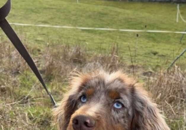 Lovely kind Cocker spaniel BOY DOG looking for new home for sale in Peterborough, Cambridgeshire - Image 4