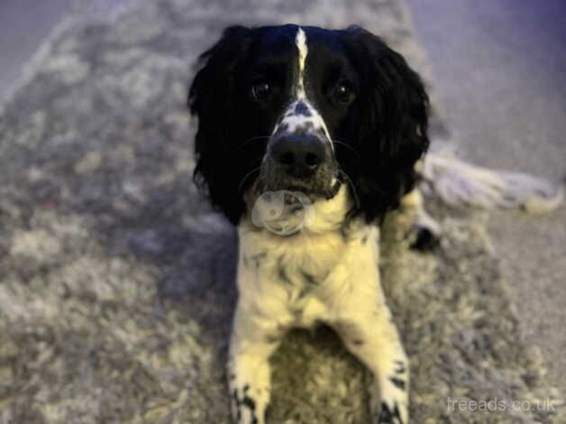 Lovely Male Cocker for sale in Winchester, Hampshire