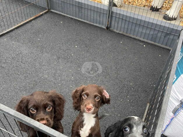 Lovely puppies for sale in Trowbridge, Cardiff - Image 1