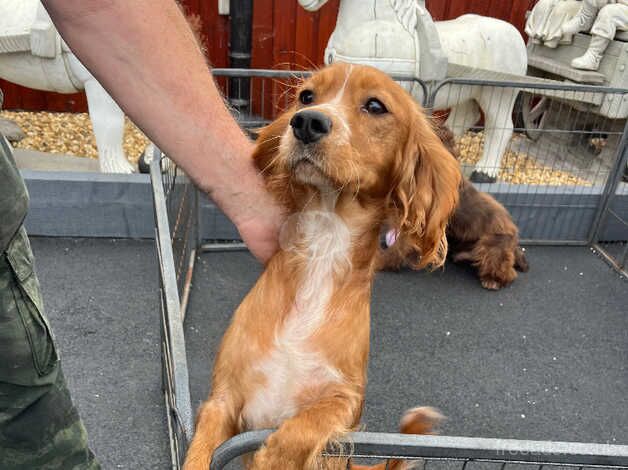 Lovely puppies for sale in Trowbridge, Cardiff - Image 2