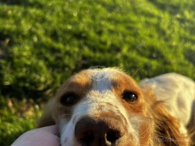 Lovely spaniel for sale in York, North Yorkshire