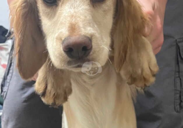 Lovely very small cocker pup for sale in Newbury, Berkshire