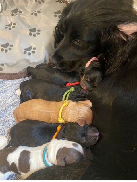 LOVELY WORKING COCKER PUPPIES for sale in Thornbury, Gloucestershire