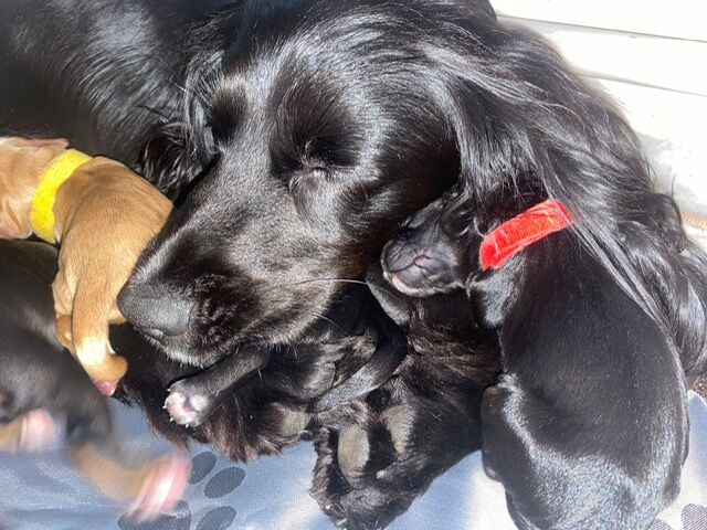 LOVELY WORKING COCKER PUPPIES for sale in Thornbury, Gloucestershire - Image 2