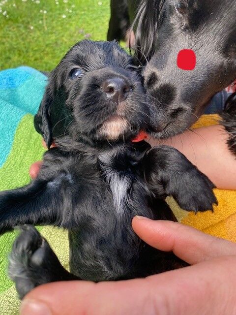 LOVELY WORKING COCKER PUPPIES for sale in Thornbury, Gloucestershire - Image 5