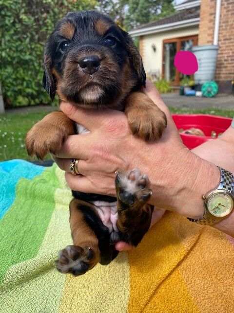 LOVELY WORKING COCKER PUPPIES for sale in Thornbury, Gloucestershire - Image 6