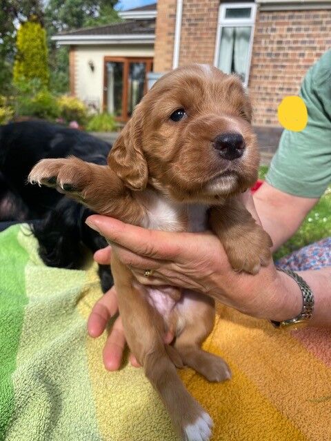 LOVELY WORKING COCKER PUPPIES for sale in Thornbury, Gloucestershire - Image 7