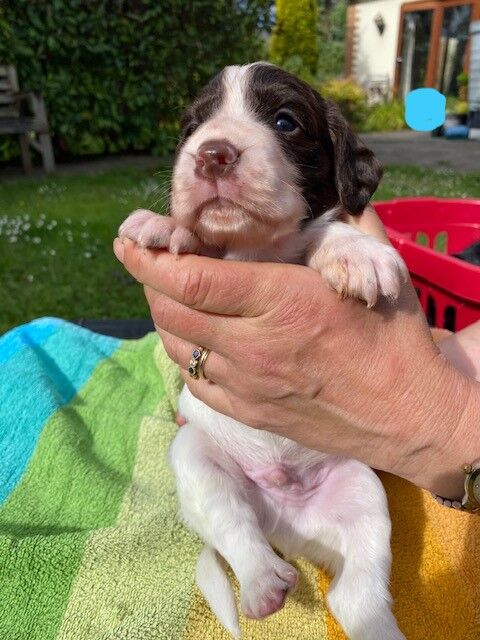 LOVELY WORKING COCKER PUPPIES for sale in Thornbury, Gloucestershire - Image 9