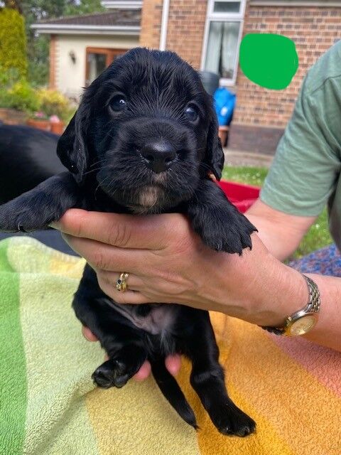 LOVELY WORKING COCKER PUPPIES for sale in Thornbury, Gloucestershire - Image 8