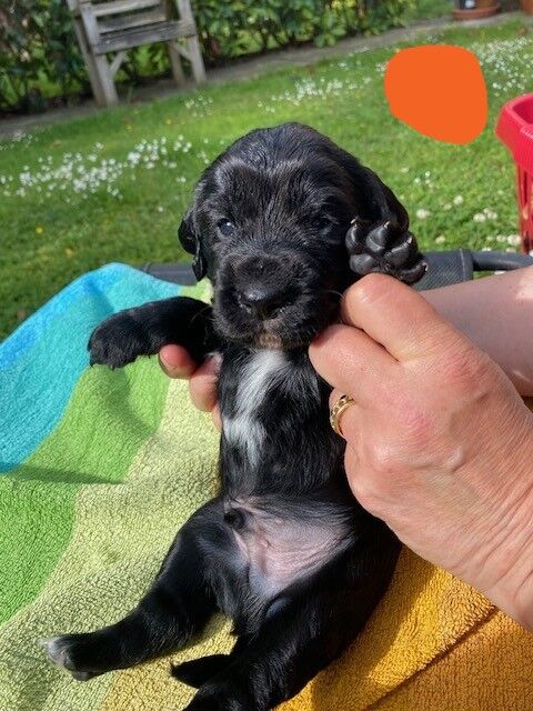 LOVELY WORKING COCKER PUPPIES for sale in Thornbury, Gloucestershire - Image 12