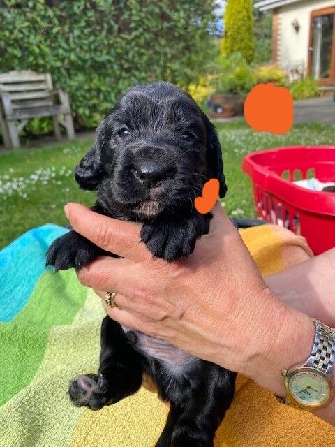 LOVELY WORKING COCKER PUPPIES for sale in Thornbury, Gloucestershire - Image 11