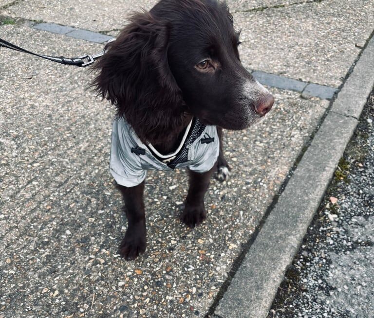 🐶 Loving 6-Month-Old Cocker Spaniel Looking for a Forever Home 🏡He is 6 months old not 4 month old for sale in Harlow, Essex